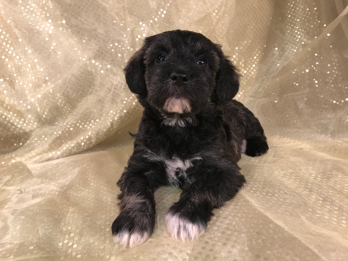 Black female schnoodle puppy for sale DOB 9-29-2017 $950